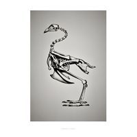Gallus Gallus plakat fra Hagedornhagen (42 x 59 cm)