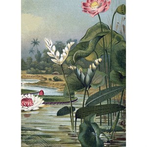 The Dybdahl - Plakat 30x40 cm - Water Plants R - Papir