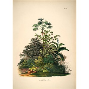 The Dybdahl - Plakat 50x70 cm - Mauritia - Papir