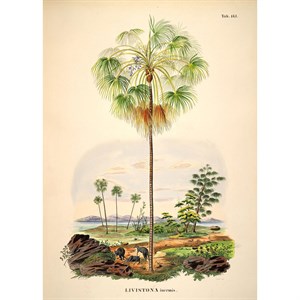 The Dybdahl - Plakat 50x70 cm - Livistona Inermis - Papir