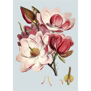 The Dybdahl - Plakat 30x40 cm - Pink Flower - Papir