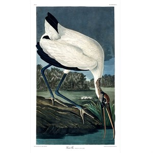 The Dybdahl - Plakat 50x70 cm - Wood Ibis - Papir