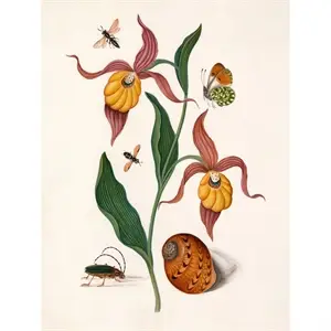 The Dybdahl - Plakat 30x40 cm - Orange Lillies, Insects and a Shell - Papir
