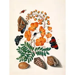 The Dybdahl - Plakat 30x40 cm - Two Butterflies, Orange Flower & Seashells - Papir