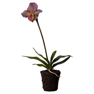 Image of Lene Bjerre Flora orkide