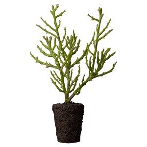 Image of Lene Bjerre Flora sukkulent