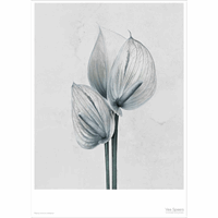 ViSSEVASSE - Botanica Anthurium Andraeanum - (50x70 cm)
