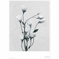 ViSSEVASSE - Botanica Eustoma Grandiflorum - (50x70 cm)