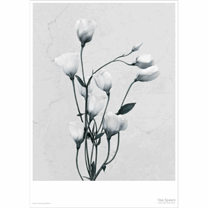Image of ViSSEVASSE - Botanica Eustoma Grandiflorum - (50x70 cm)