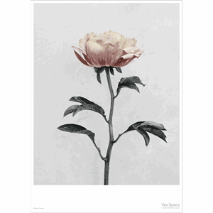Image of ViSSEVASSE - Plakat Botanica Paeonia - (50x70 cm)