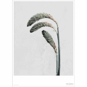 Image of ViSSEVASSE - Plakat Botanica Pennisetum - (50x70 cm)