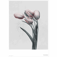 ViSSEVASSE - Plakat Botanica Tulipa Gesneriana - (50x70 cm)