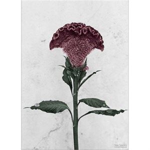 Image of VISSEVASSE plakat - Botanica Celosia Cristata 50x70