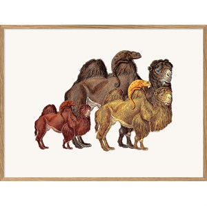 The Dybdahl - Plakat 30x40 cm. - Camels and Chameleons - Papir