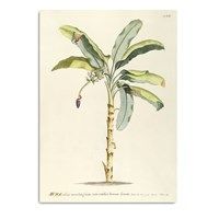 The Dybdahl - Plakat 30x40 cm. Musa, botanisk print - Papir