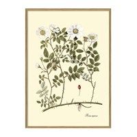 The Dybdahl - Plakat 50x70 cm. - Rosa Repens, botanisk print - Papir