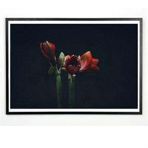 Image of Applicata - Plakat - Dark red - 30x40 cm
