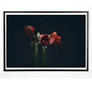 Applicata - Plakat - Dark red - 30x40 cm