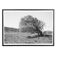 Applicata - Plakat - Windy tree - 30x40 cm