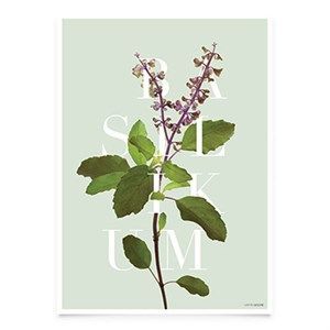 Image of Martin Moore plakat - Typo Greens plakat Basilikum A3