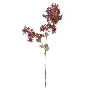 Lang gren med lilla blomster i klynger og grønne blade i mellem.
