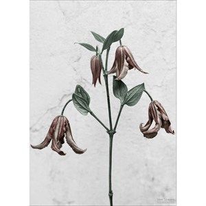 Image of VISSEVASSE plakat - Botanica Clematis Integrifolia 50x70
