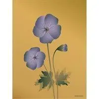 Plakat med Geranium fra ViSSEVASSE