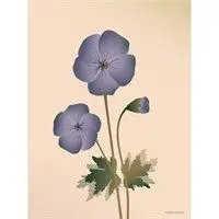 Plakat med Geranium fra ViSSEVASSE