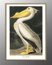 The Dybdahl - Plakat - American White Pelican - 30x40 papir