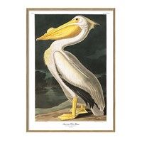 The Dybdahl - Plakat - American White Pelican - 30x40 papir