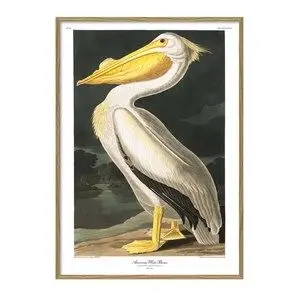 The Dybdahl - Plakat - American White Pelican - 30x40 papir