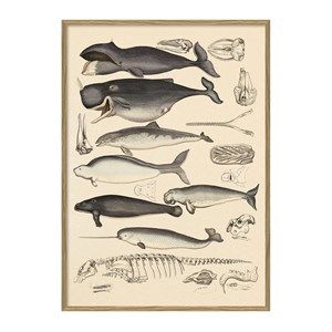 Image of The Dybdahl - Plakat 30x40 cm. - Animalia - Papir