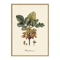 The Dybdahl - Plakat 50x70 cm. - Pistachier, botanisk print - Papir