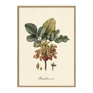 Image of The Dybdahl - Plakat 50x70 cm. - Pistachier, botanisk print - Papir