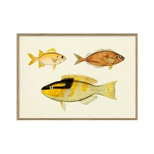 Image of The Dybdahl - Plakat 30x40 cm. - Fisk vintage - Papir