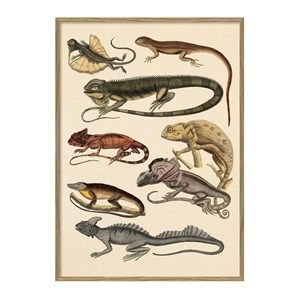 Image of The Dybdahl - Plakat 30x40 cm. - Animalia #5107 - Papir