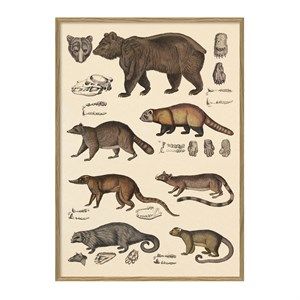 Image of The Dybdahl - Plakat 30x40 cm. - Animalia #5100 - Papir