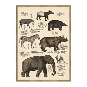Image of The Dybdahl - Plakat 30x40 cm. - Animalia #5101 - Papir
