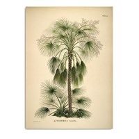 The Dybdahl - Plakat - Livistona Humilis - 30x40 papir