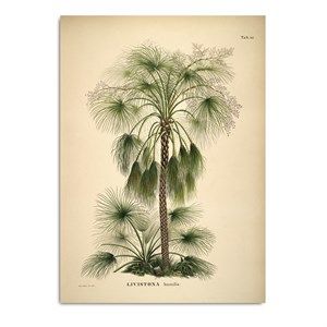 Image of The Dybdahl - Plakat 30x40 cm. - Livistona Humilis - Papir