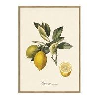 The Dybdahl - Plakat 50x70 cm. - Citronier, botanisk print - Papir