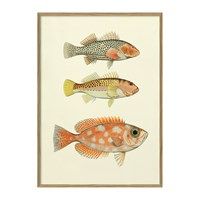 The Dybdahl - Plakat 50x70  cm. - Fisk - Papir