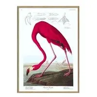 The Dybdahl - Plakat 30x40  cm. - American Flamingo - Papir