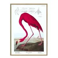 The Dybdahl - Plakat - American Flamingo - 50x70 papir