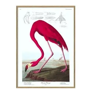 The Dybdahl - Plakat 30x40  cm. - American Flamingo - Papir