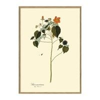 The Dybdahl - Plakat 30x40 cm. - Sida Mauritiana, botanisk print - Papir
