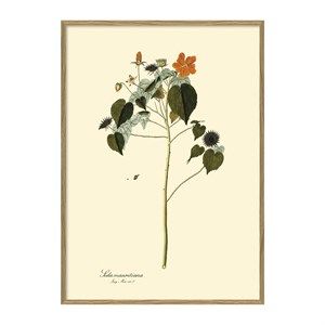 Image of The Dybdahl - Plakat 50x70 cm. - Sida Mauritiana, botanisk print - Papir