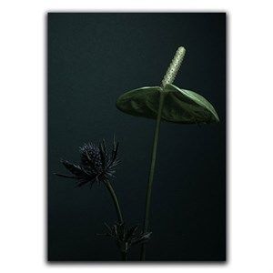 Image of Martin Moore plakat - Plants plakat Thistle 50x70
